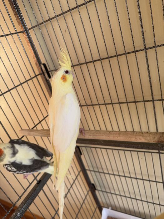 Caturras e periquitos