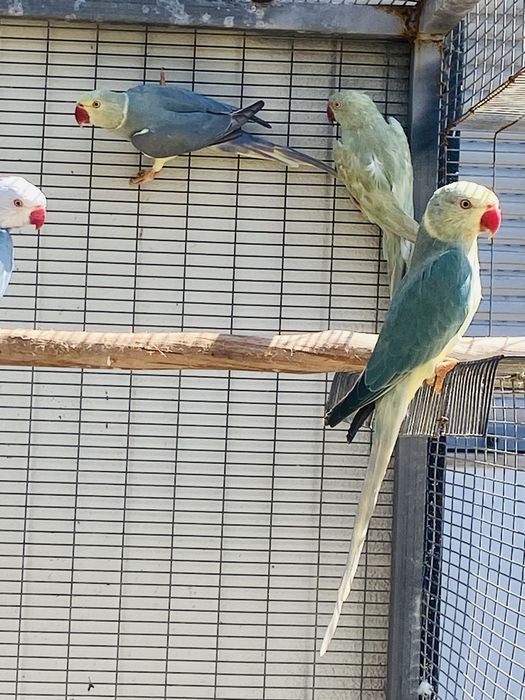 Ring Necks .Super preços