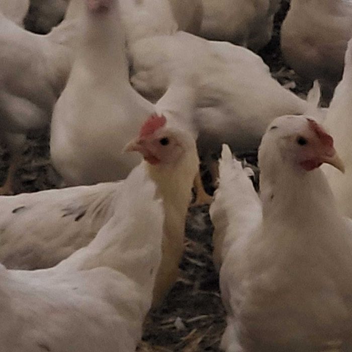 Kury z wolnego wybiegu ! Nioski z jajkiem Leghorn Messa Tetra Lohman !