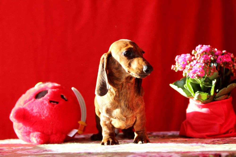 Jamnik króliczy krótkowłosy ZKwP/FCI cudny ALFIŚ