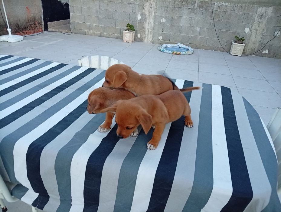 Adoção responsável de cães bebes