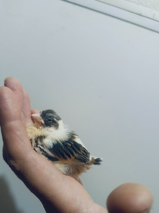 Kanarki arlekiny portugalskie na sprzedaż