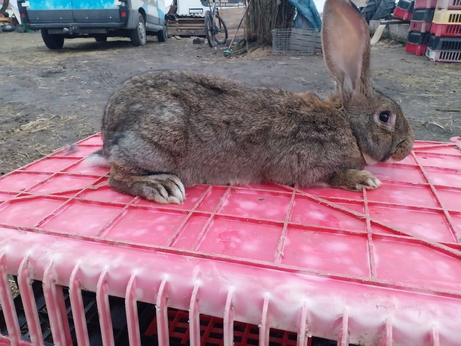 Króliki samce i samice piękne Króliki
