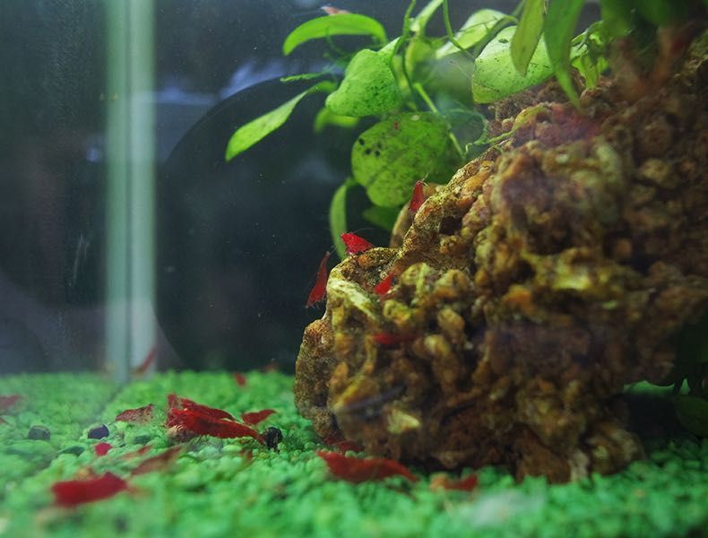 Camarões Red Cherry