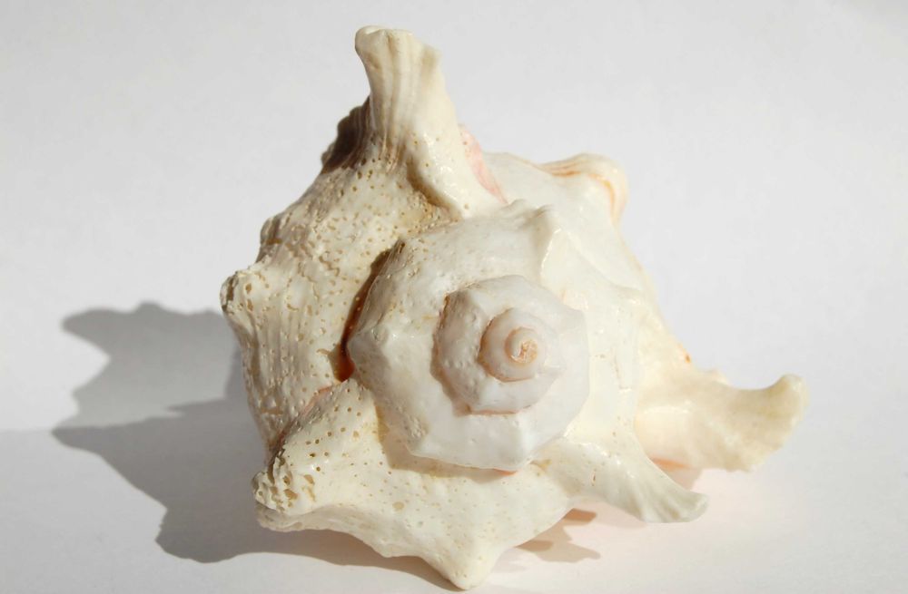 Muszla morska Murex Ramosus dł. 11,7 cm, marynistyka