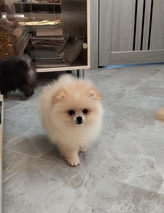 Міні хлопчик шпіц