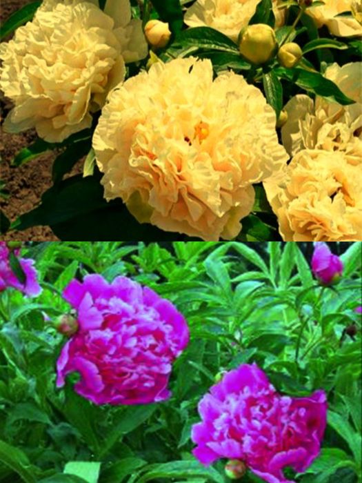 Саджанці півоній / Саженцы пионы