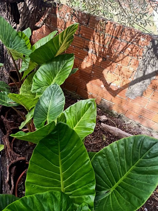 Alocasia cucullata ou orelha de elefante