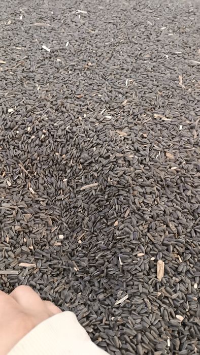 Słonecznik na paszę na poplony do wszystkiego