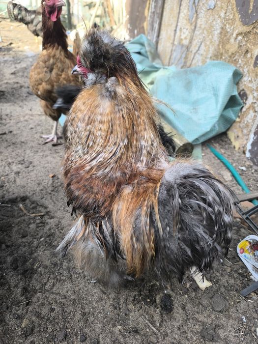 Kogut silka zeszłoroczne