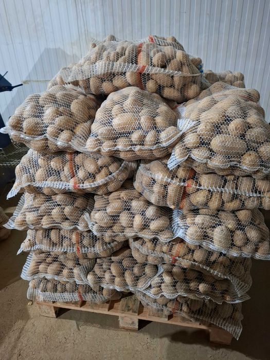 Ziemniaki Catania Noya Gala Mia