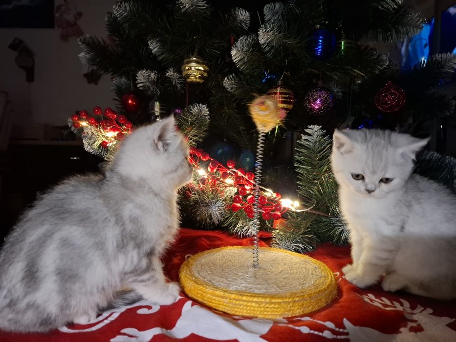 Шотландські кошенятка