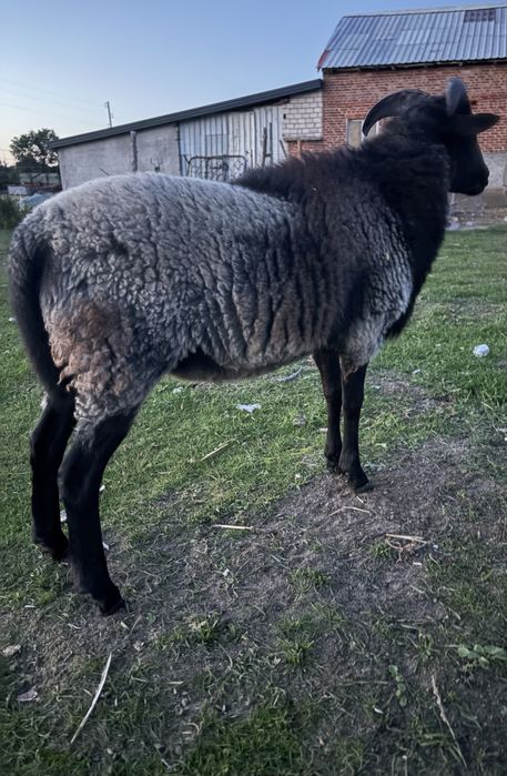 Owce i baranek na sprzedaż