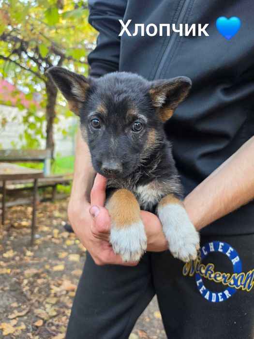 Продам цуценят німецької вівчарки