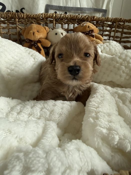 Maltipoo szczeniaki piesek