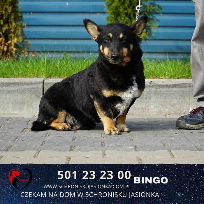 BINGO do adopcji – Schronisko Jasionka