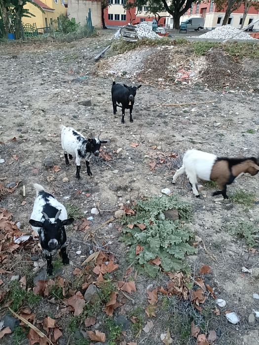 Cinco Cabritinhas anãs