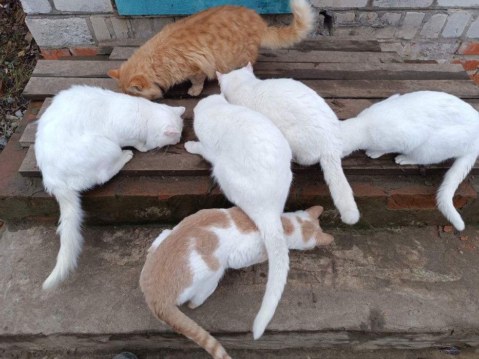 Котики Козача Лопань снежок, беляшик, снежинка, рижик, снайпер, комуфл