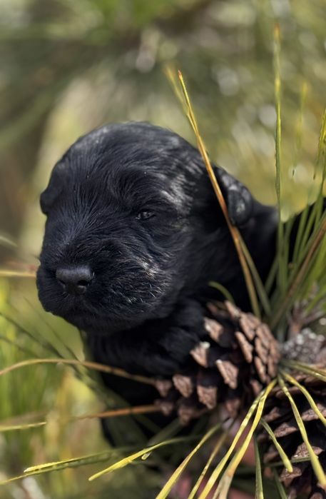 Резерв .Щенков мительшнауцера черного окраса