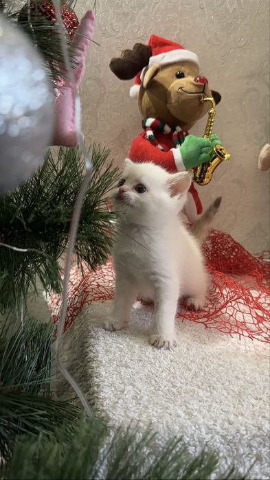 Кошенята ніжні муркотуни