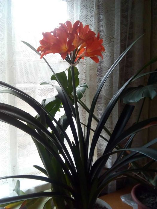 Клівія кіноварна(Clivia miniata)від 100-300 гр.