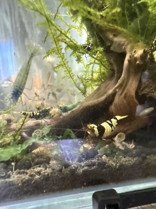 Krewetki Caridina odpadowe