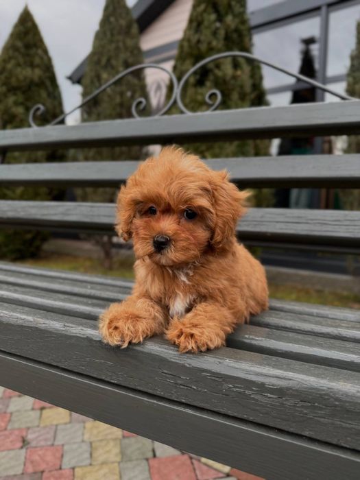 Елітні цуценята Мальтіпу F1/F2