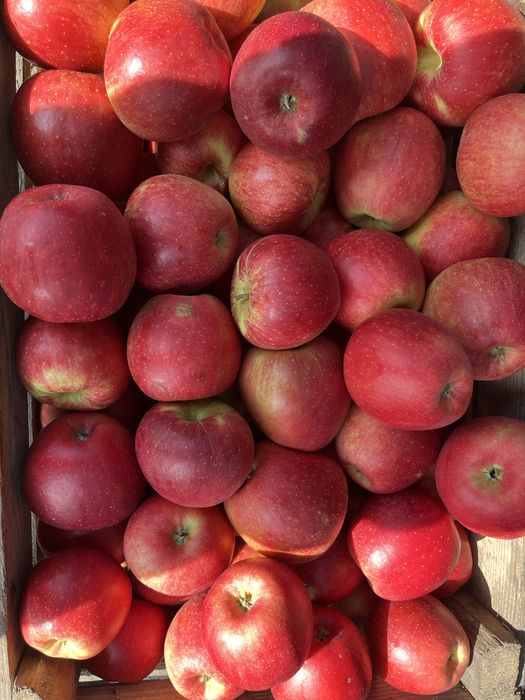 Pyszne, soczyste jabłka