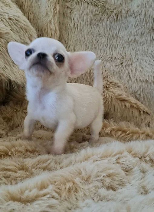 Яскравий міні малюк