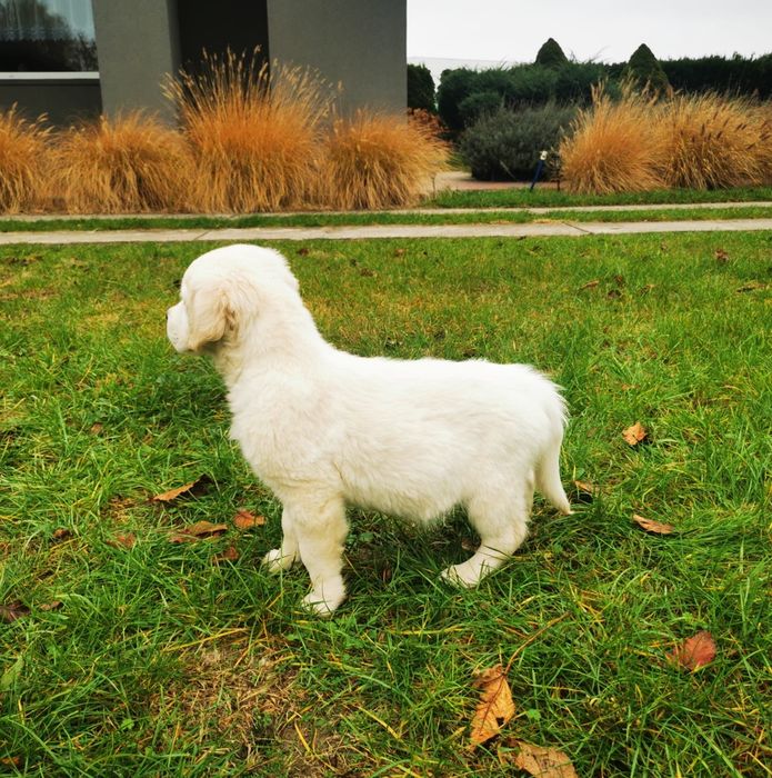 Golden retriever