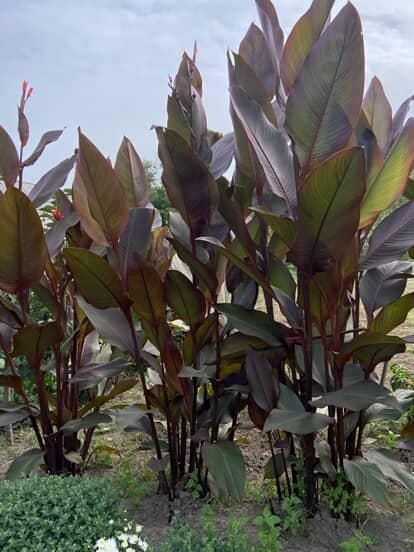 Кани вазони продам цибульки