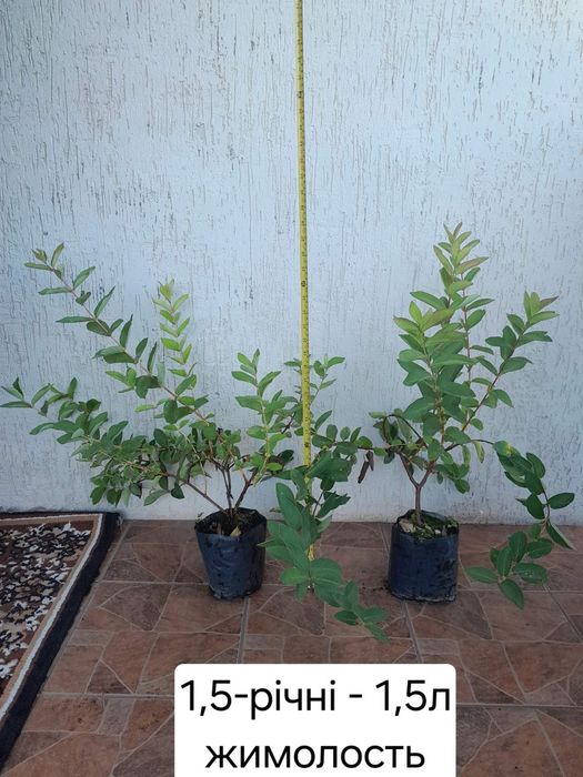 Продам саджанці лохини,журавлини,жимолості