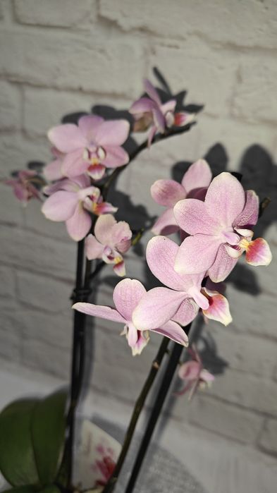 Орхідеї Квіти Сорт Дикий кіт Бамбула Бронзовий будда Пиріг Роттердам