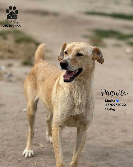Cão para adoção (Paquito)