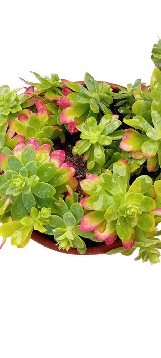 Suculenta em vaso de barro