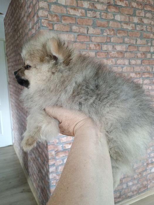 Szpic miniaturowy pomeranian