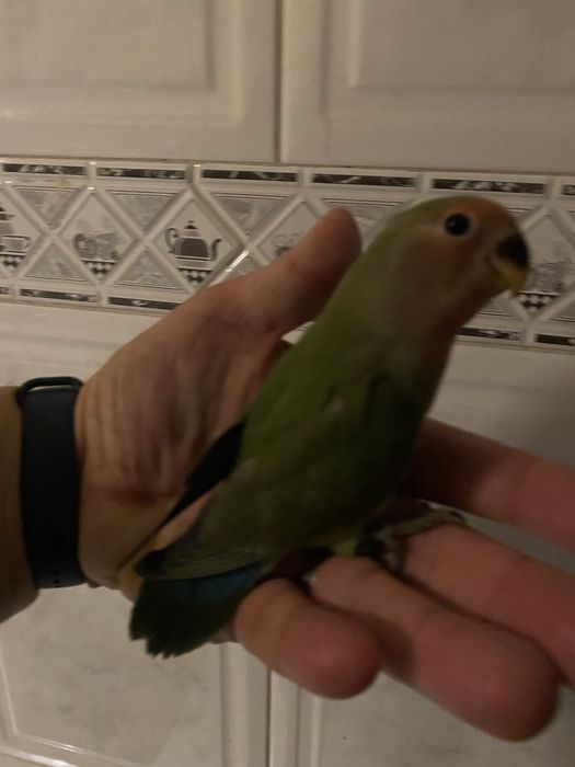 Agapornis domesticado