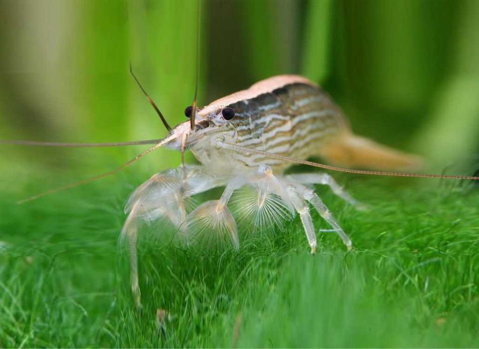 Krewetka filtrująca - Atyopsis moluccensis - Atiopka - dowóz, wysyłka