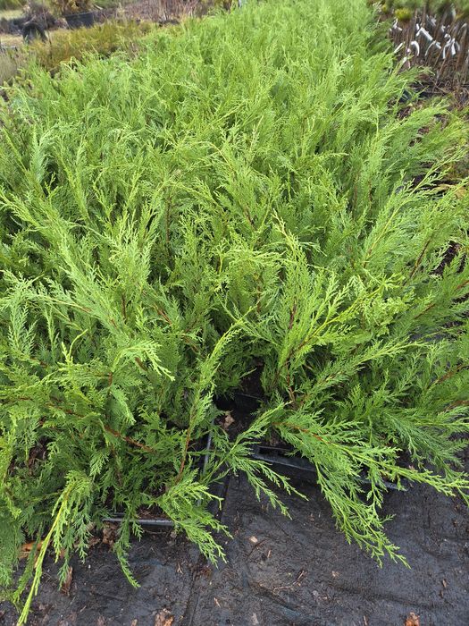 Cupressocyparis leylandii,  Cyprysowiec  Leylanda