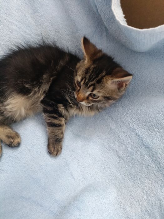 Віддам кошенятко в добрі руки