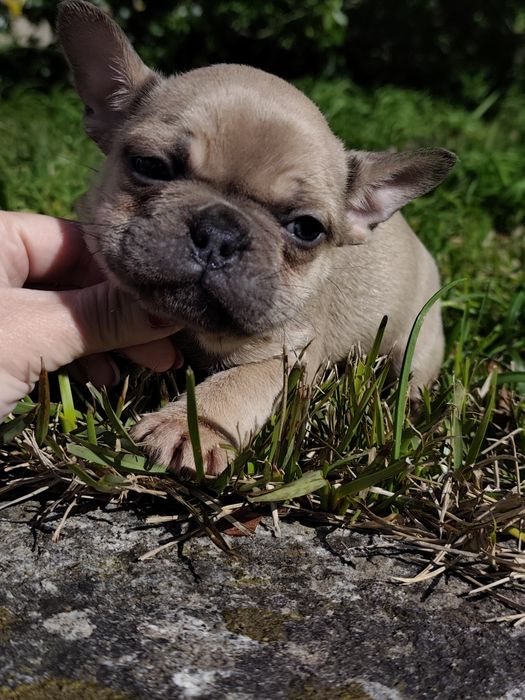 Bulldog blue fawn  macho