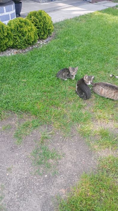Kotki, koty do adopcji