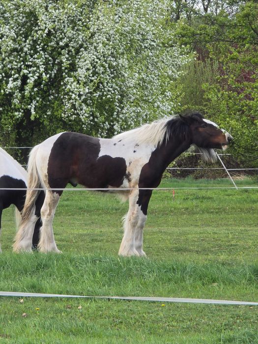 Irish Cob Ogierek