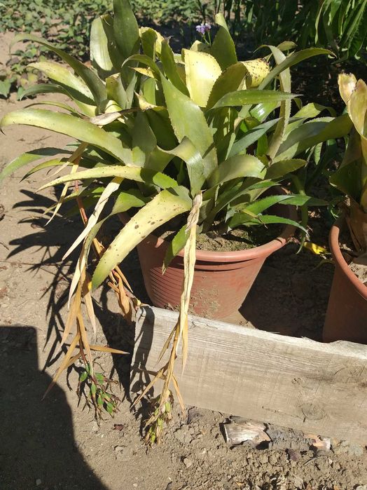 Bromélia (Vriesea Carinata)