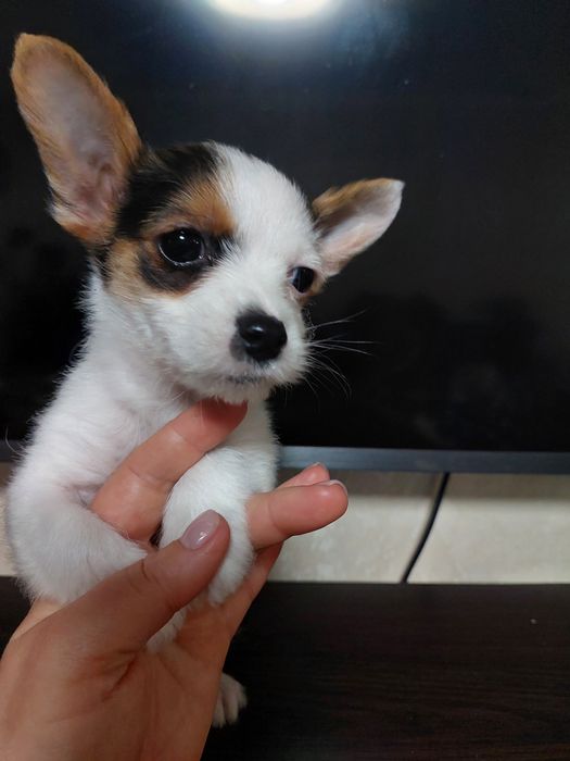 Мальчик чихуа-хуа