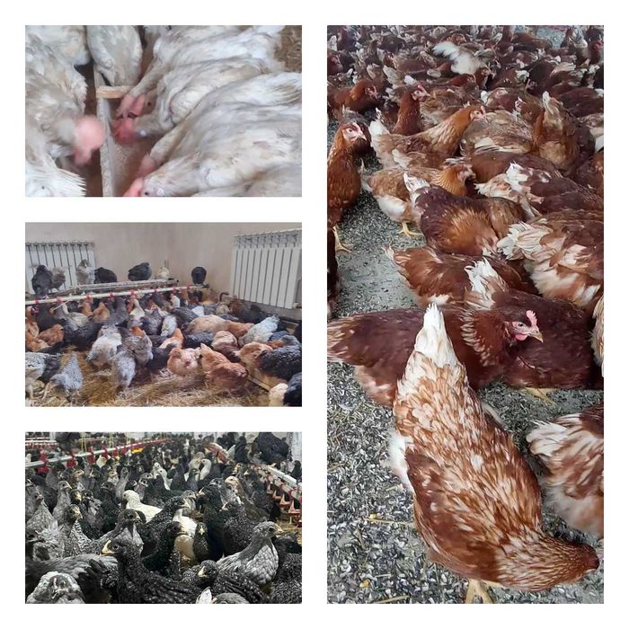 Продам кури несушки! Доставка безкоштовна. Козятин!