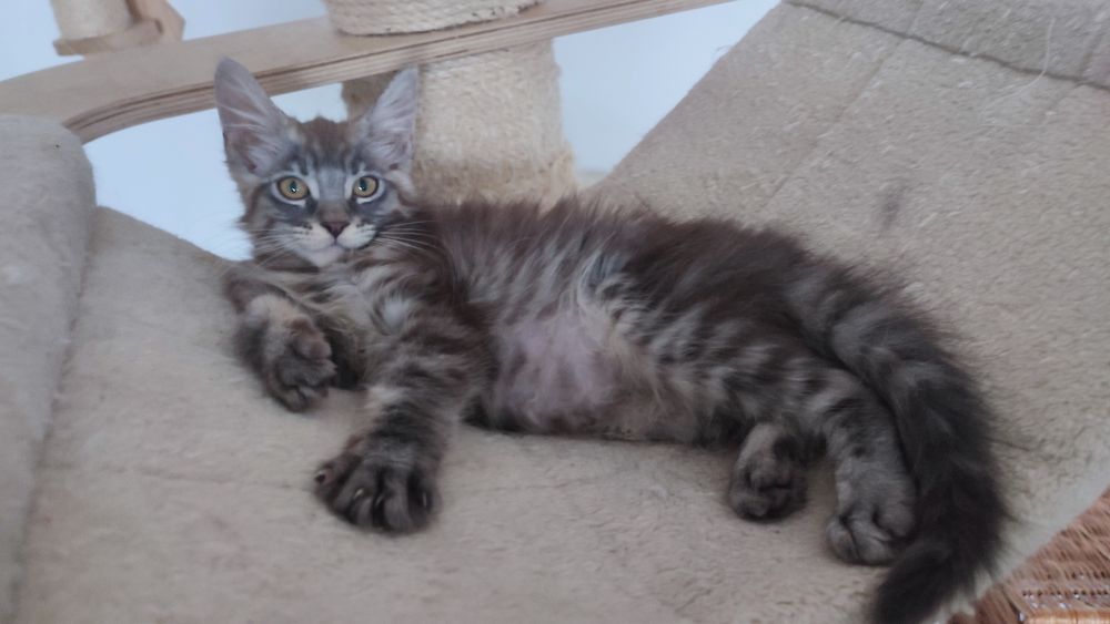 Kocurek MCO z Bluebona*Pl