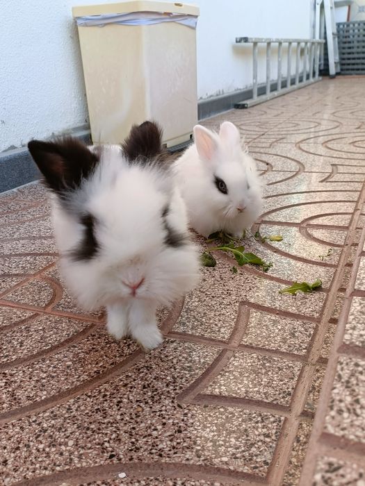 Serviço de Pet-sitting