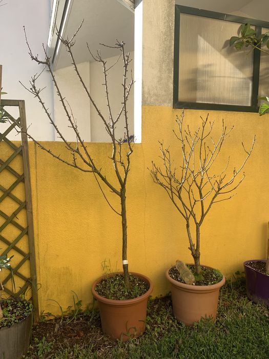 Arvore cereja Ana e ameixa vermelha