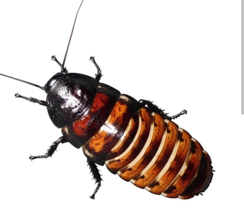 Karaczan Madagaskarski